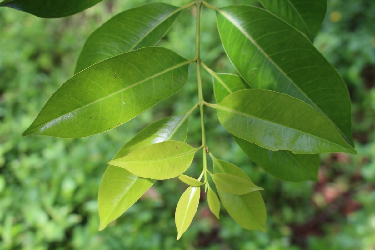 Syzygium nervosum A.Cunn. ex DC.